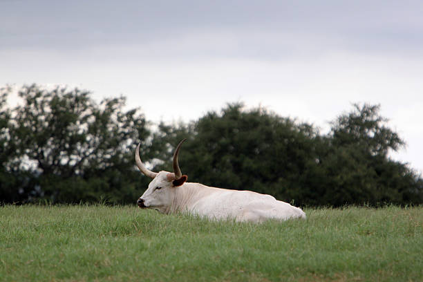 один белым longhorn - bull texas longhorn cattle horned white стоковые фото и изображения