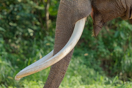 ivory tusks of an elephant in Thailand.