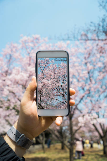 istock Photographing a cherry tree in full bloom - Japan 914121614
