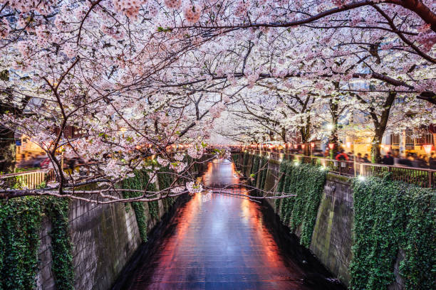 saison des cerisiers en fleurs à tokyo à la rivière meguro - rivière meguro photos et images de collection