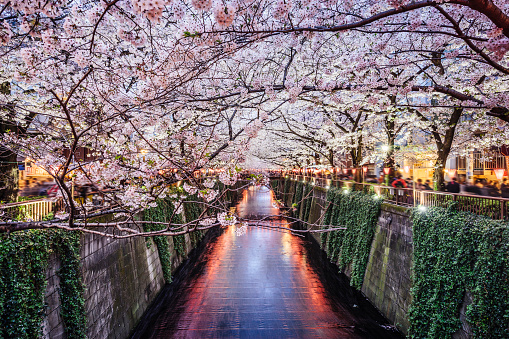 Cherry blossom season in Tokyo at Meguro river