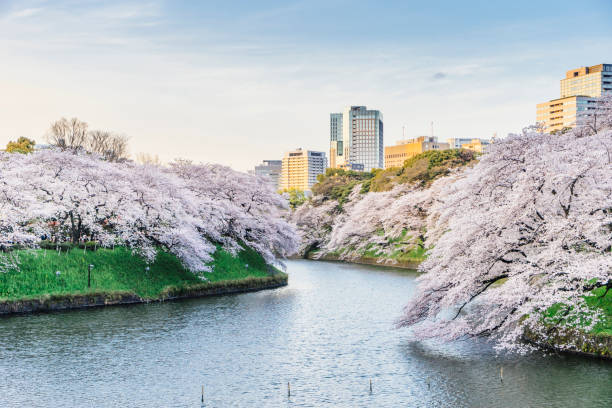istock Cherry trees in full bloom in Tokyo 914121712
