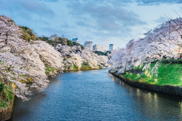 istock Cherry trees in full bloom in Tokyo 914121714