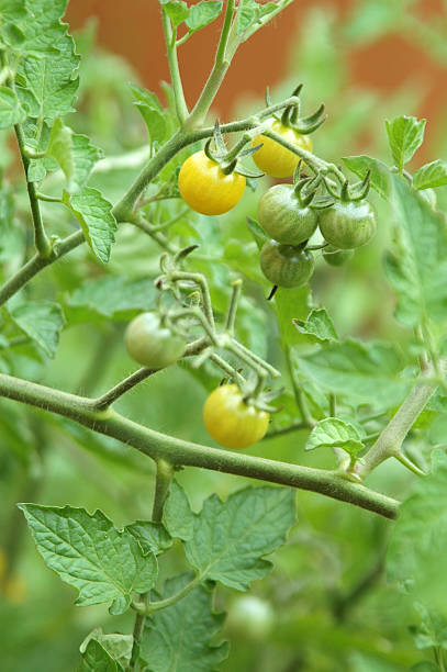 Fresh Tomatoes stock photo