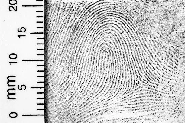 Close-up of fingerprint with centimeter scale.