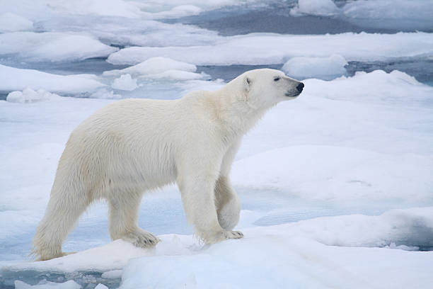 полярный медведь - polar bear arctic global warming ice стоковые фото и изображения