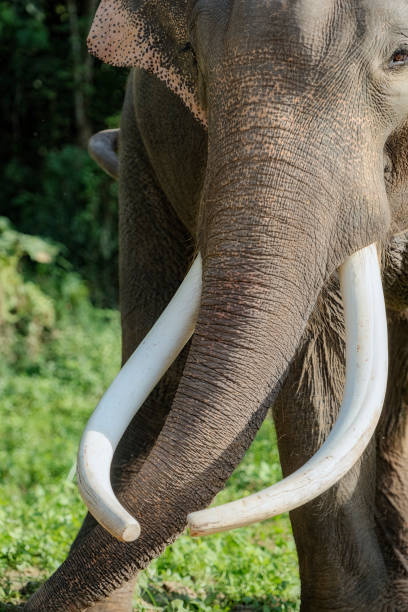 istock ivory tusks of an elephant 914123506
