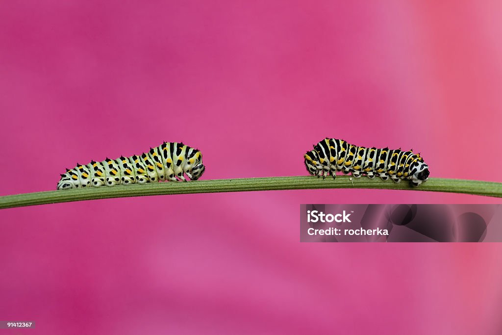 Papilio machaon 幼虫 - 芋虫のロイヤリティフリーストックフォト