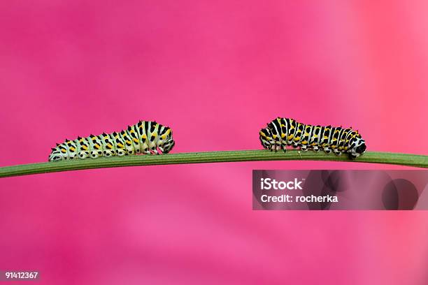 Papilio Machaon 幼虫 - 芋虫のストックフォトや画像を多数ご用意 - 芋虫, カラー背景, 2匹