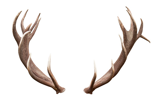 antlers isolated on white background