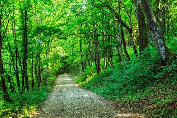 istock Road in a beautiful forest in the morning 914123766