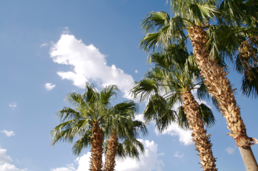 Spectacular view of palm trees set against a backdrop of blue sky and fluffy clouds, creating a serene and picturesque scene