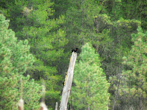 Red-Winged Blackbird stock photo