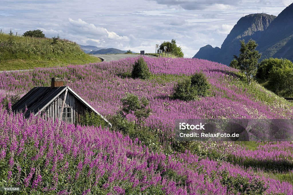 Красивый пейзаж с Пролейте и фиолетовый цветы в Норвегии (XXL - Стоковые фото Норвегия роялти-фри