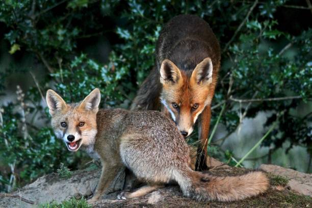 istock Wild Vixen and Cub 914127374
