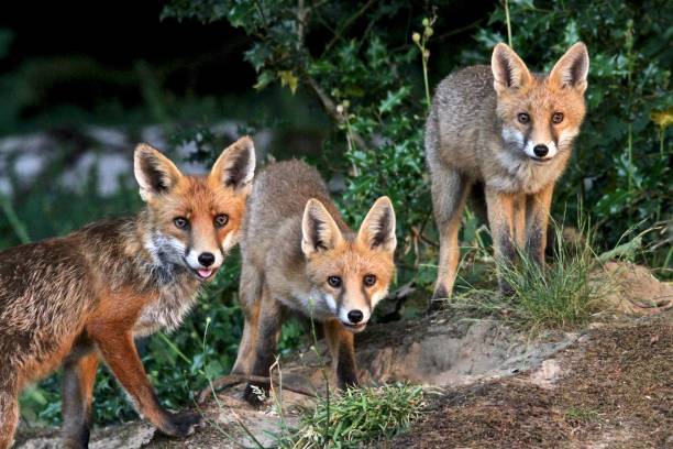 istock Wild Vixen and Cubs 914127508