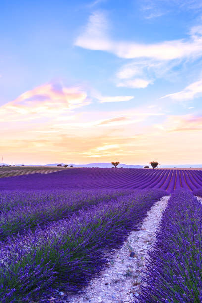 istock Lavender field summer  near Valensole 914130124