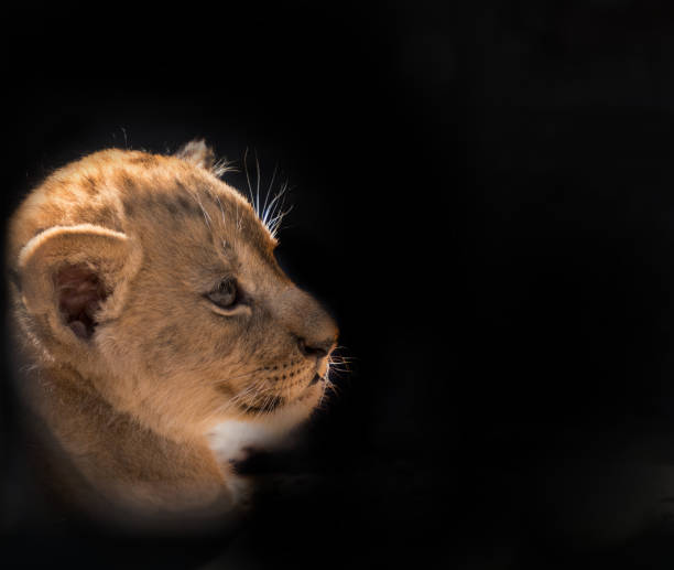 istock Lion cub sitting and pawing up 914131336