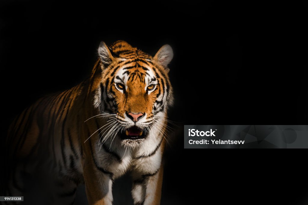 Young Siberian tiger, otherwise known as the Amur Tiger. Young Siberian tiger, otherwise known as the Amur Tiger Aggression Stock Photo