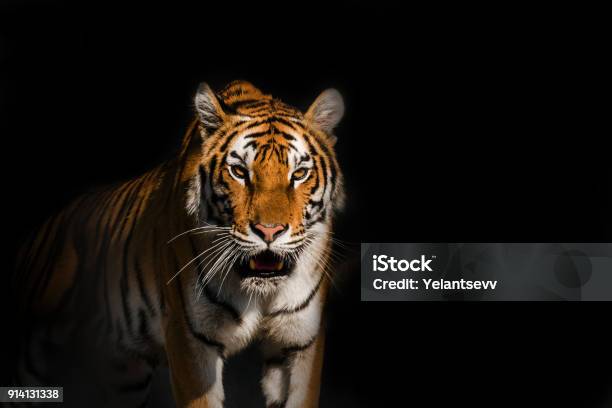 Young Siberian Tiger Otherwise Known As The Amur Tiger Stock Photo - Download Image Now