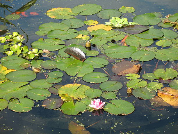 istock Lillipads in a koi pond 91413363