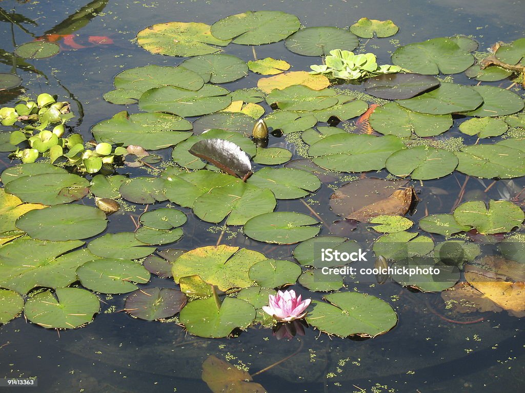 Lillipads em um lago de koi - Foto de stock de Amarelo royalty-free