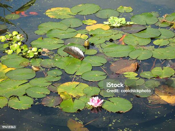 Foto de Lillipads Em Um Lago De Koi e mais fotos de stock de Amarelo - Amarelo, Atividade Recreativa, Atividades de Fins de Semana