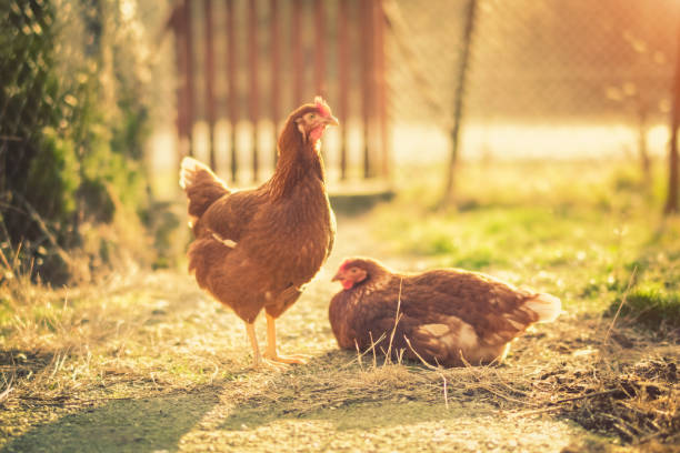 Organic Chicken in the nature Chicken - Bird, Bird, One Animal, Animal, Poultry rhode island red chicken stock pictures, royalty-free photos & images