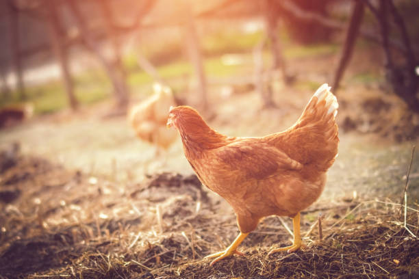 istock Organic Chicken in the nature 914134196