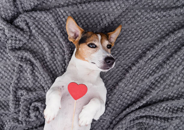coeur de mignon jeune chien petwith rouge - valentines day friendship puppy small photos et images de collection