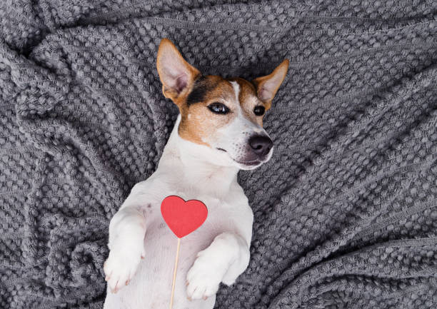 Cute young dog petwith red heart