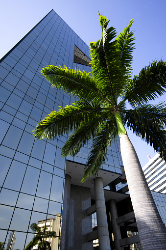 Tropical palm tree with office building