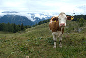 mountain-rindsleder.jpg?b=1&s=170x170&k=20&c=45qUqBm5rm2sLb7IdBdwnioMyz8xsLIIqUCM4dbUfDY=