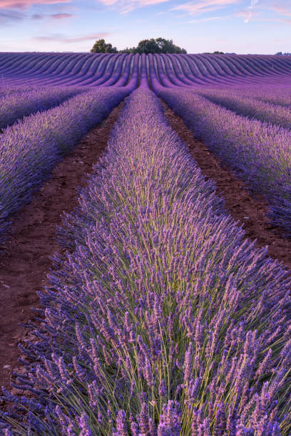 Sunset over a violet lavender field in Provence stock photo