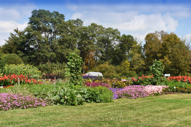 istock Landscape of flowers 914137238