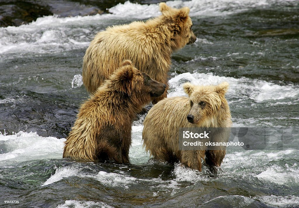 Grizzly bears  Alaska - US State Stock Photo