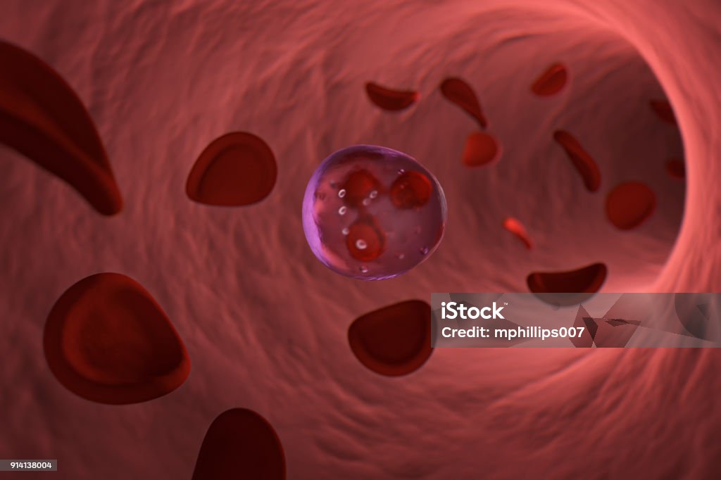 White Blood Cell Neutrophil and Red Blood Cells A single neutrophil white blood cell in the artery with red blood cells floating around it within the artery.  Neutrophil is the most abundant of the white blood cells within mammals. Bone Marrow Tissue Stock Photo