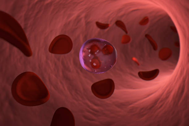 White Blood Cell Neutrophil and Red Blood Cells A single neutrophil white blood cell in the artery with red blood cells floating around it within the artery.  Neutrophil is the most abundant of the white blood cells within mammals. cytoplasm photos stock pictures, royalty-free photos & images