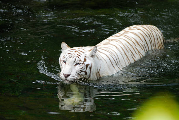 Swimming predator stock photo