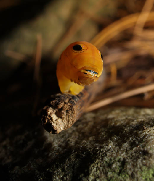 Spicebrush Swallowtail Caterpillar - foto de stock