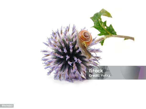 Foto de Caracol Em Flor Azul e mais fotos de stock de Abstrato - Abstrato, Animal, Azul