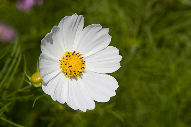 Cosmos White Flower stock photo