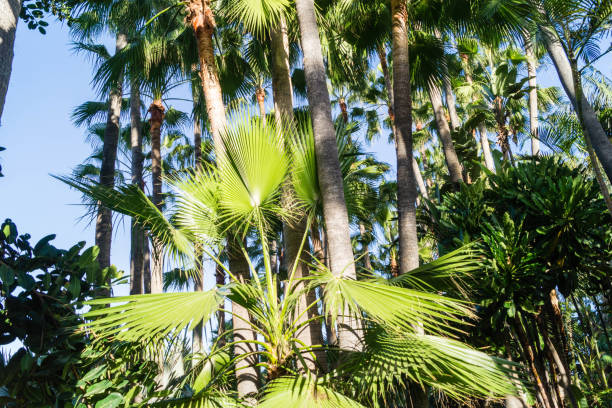 istock Palm trees in the Canary Islands 914140730