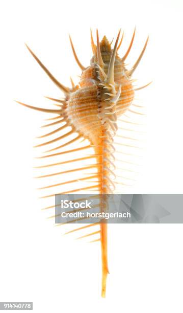 Venus Comb Murex Sea Snail Backlit Macro Photography Stock Photo - Download Image Now