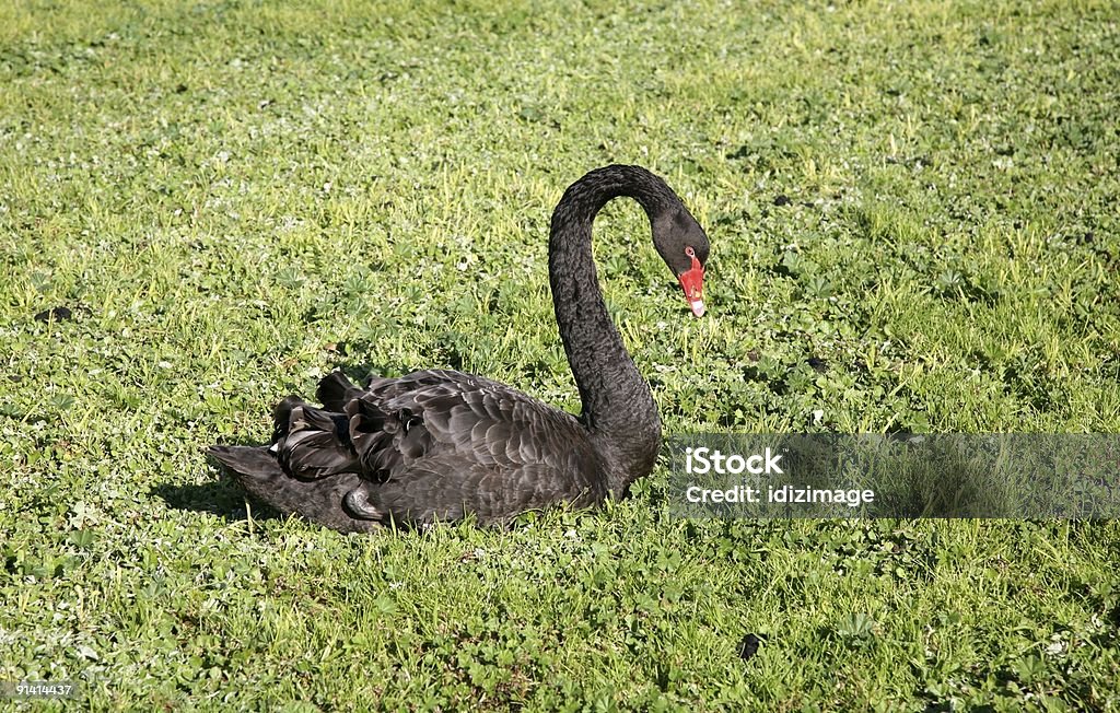 cisne - Foto de stock de Acuerdo libre de derechos