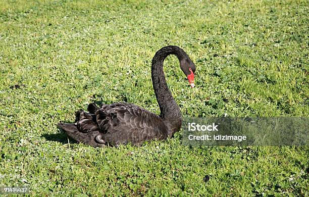 Cisne Foto de stock y más banco de imágenes de Acuerdo - Acuerdo, Aire libre, Ala de animal