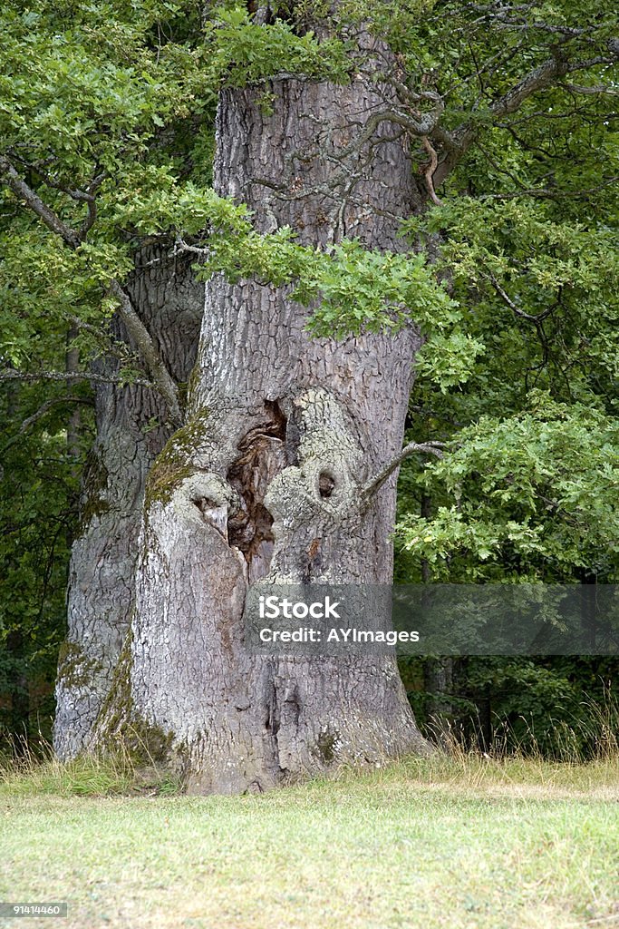 Árbol hombre - Foto de stock de Aire libre libre de derechos