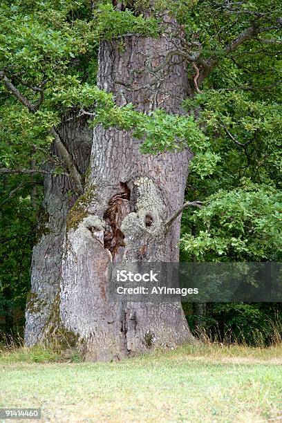 Foto de Homem De Árvore e mais fotos de stock de Arcaico - Arcaico, Carvalho - Árvore de folha caduca, Exterior