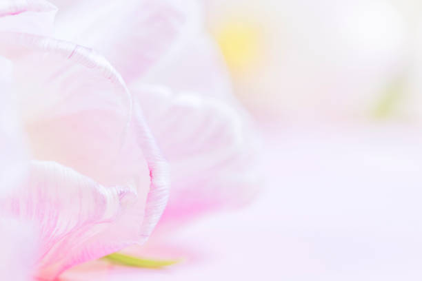istock Soft, spring, pastel pink background with petals of tulips 914144850