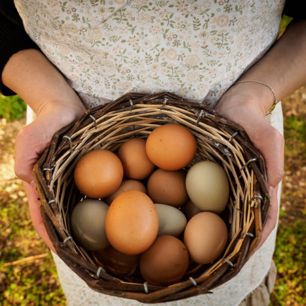 istock Wooden basket full of eggs hold by hands. 914145256